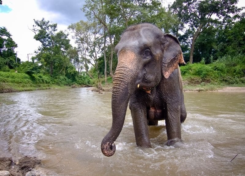 thailand elephant