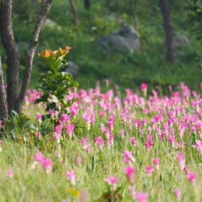 A Sea of Pink in Thailand: How Siam Tulips Are Pulling in Tourists
