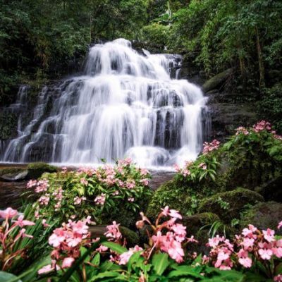 Official Urged Tourists to Visit Phitsanulok to See Rare Snapdragons